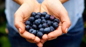 Fruit-Derived Compound Pterostilbene Shows Promise in Targeting and Burning Intramuscular Fat, New Study Reveals